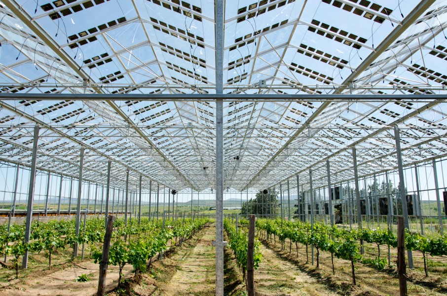 greenhouse-tsantalis-vineyard-agios-pavlos-greece.jpg